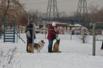 Фотографии дрессировки собак Москва